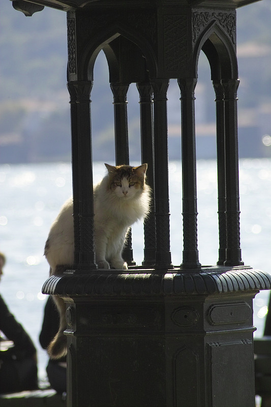 伊斯坦布尔奥塔科伊的猫咪和公共喷泉