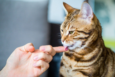 漂亮可爱的孟加拉猫舔手指。