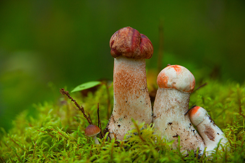 美丽的帽子牛肝菌生长在森林