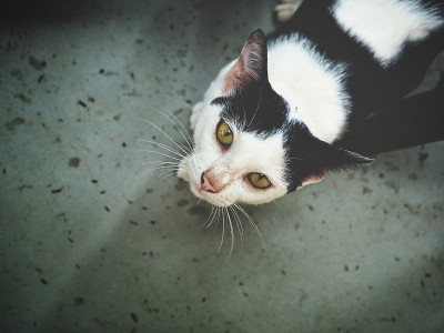 猫