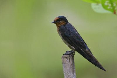 家燕(Hirundo rustica)敏捷，可爱的黑色小鸟，棕色的脸栖息在竹竿上，在大自然模糊的绿色
