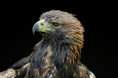 金鹰(Aquila chrysaetos)