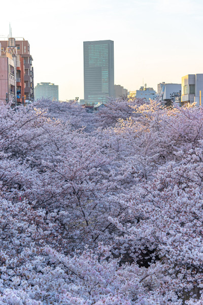 日本东京目黑河的樱花盛开季节