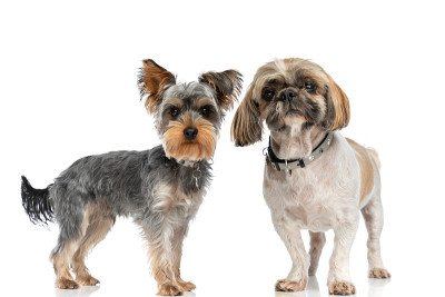 一对漂亮的西施犬和约克夏犬戴着项圈