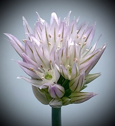细香葱花