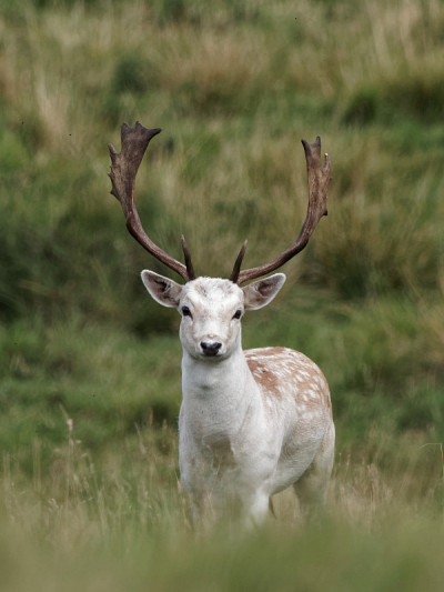 A Fallow Deer buck in the woodlands