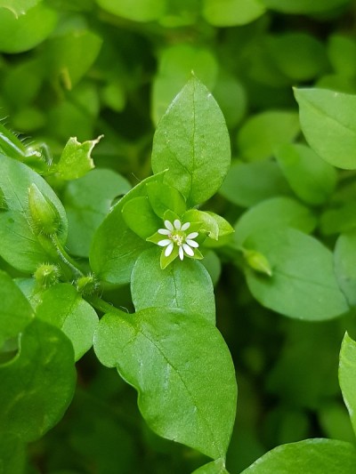 繁缕