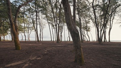镜头在雨林中穿过树木。热带瓦胡岛的野生海滩。夏威夷岛的清晨。替身。DCI 4 k。