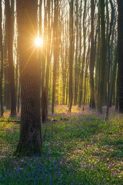 日出时迷人的蓝色森林。Hallerbos、比利时