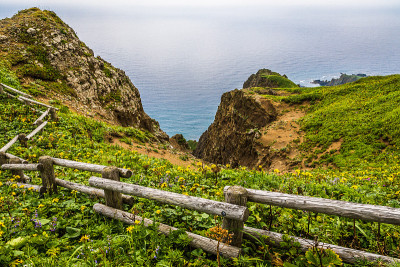 日本雷本岛沿岸的野花