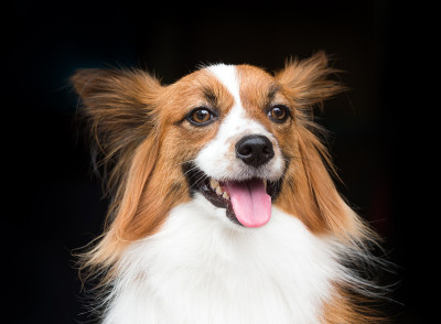 一只年轻的蝴蝶犬站在黑色的背景上