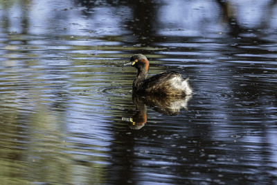 澳洲人Grebe, Namadgi NR, 2021年2月