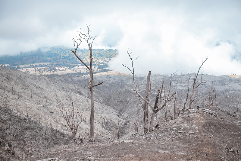 在图里阿尔巴火山的火山带，燃烧的、干旱的和死亡的森林小径是世界末日般的景观