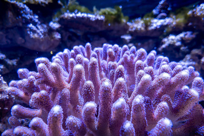 水族馆中结构复杂的珊瑚特写镜头