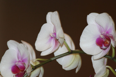 兰花的花