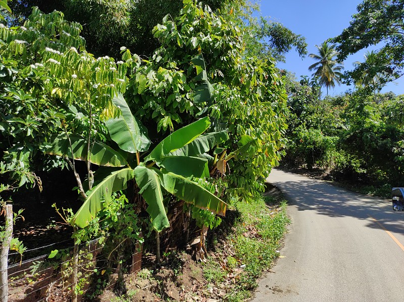 在Higuey (Punta Cana，多米尼加共和国)的可可和香蕉种植园。