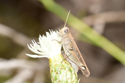蚱蜢