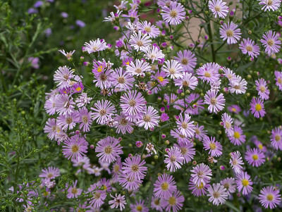 特写玛格丽特雏菊花