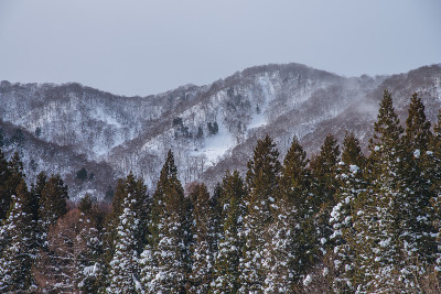 雪山松林背景