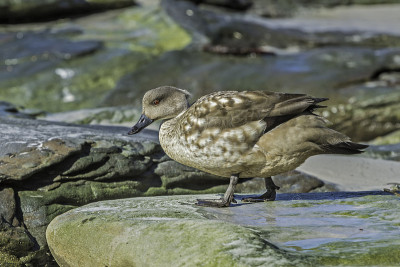 巴塔哥尼亚冠鸭(Lophonetta specularioides)，也被称为南部冠鸭，或福克兰群岛