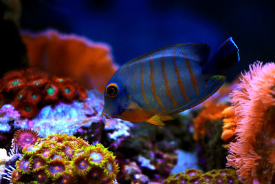 拟态伊布里堂(Acanthurus tristis)