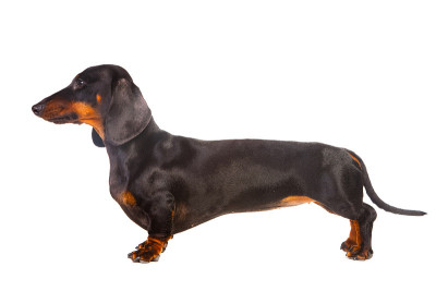 腊肠犬狗孤立的白色