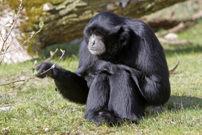 Siamang