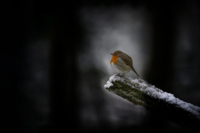 在荷兰Hoge Veluwe国家公园的森林里，一只欧洲知更鸟(rubecula Erithacus)
