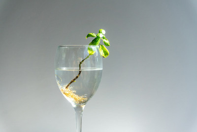 罗勒与根在水在葡萄酒杯。许多根在水中。新生活概念。植物生长。希望。文本空间。