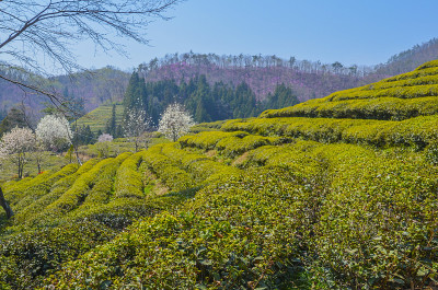 茶园