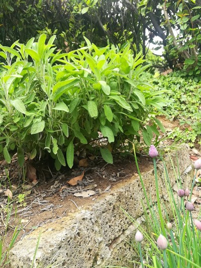 鼠尾草和香葱