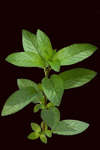 薄荷;各种x、