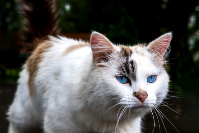 猫独自走在外面