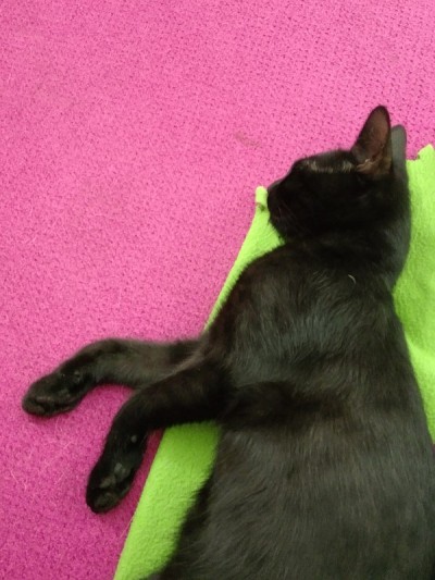 黑猫睡
