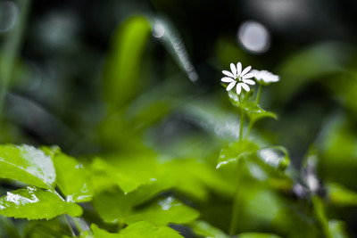 立陶宛森林中的一株大针茅(Stellaria holostea)