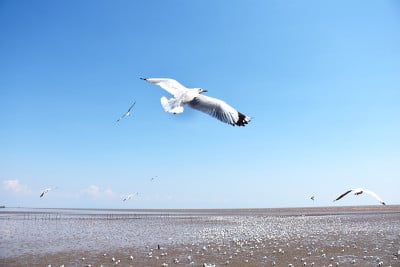 海鸥在海上的天空中飞翔