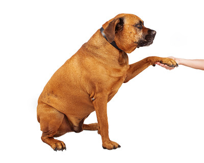 獒犬向两边握手