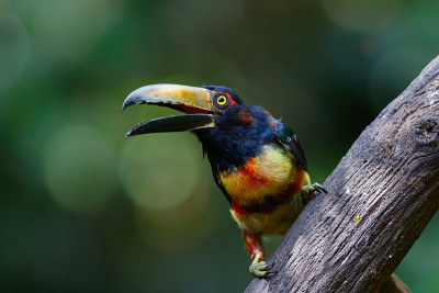 哥斯达黎加的有衣领的Aracari