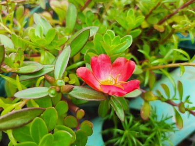 玫瑰的特写镜头