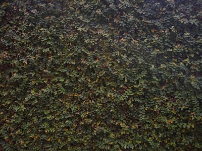 匍匐无花果植物
