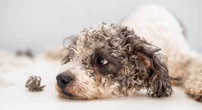 比熊犬正在美容师那里理发