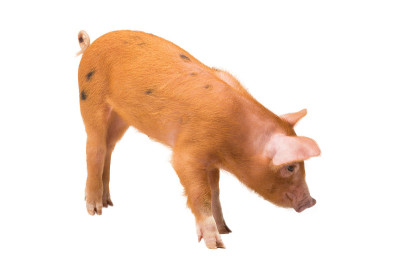 仔猪孤立于白色
