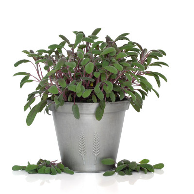 圣人草本植物