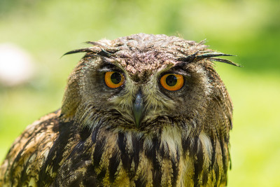 一只欧亚鹰鸮的肖像(Bubo Bubo)坐在外面的阳光下，以绿色为背景