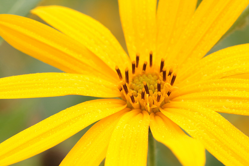 花黄色sunchoke