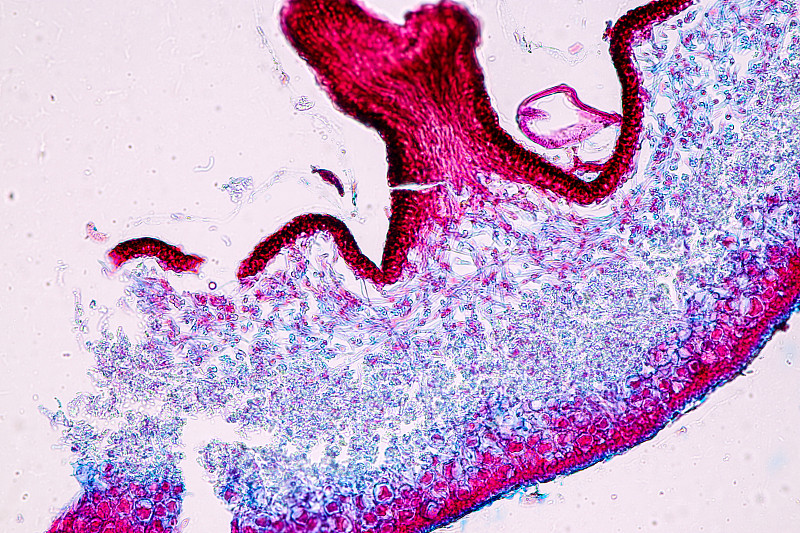 苔藓、菌丝和共生藻类显微镜下的特征。