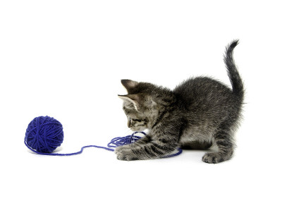 虎斑猫和蓝色毛线球