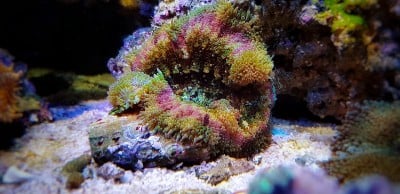 迷你地毯海葵-(绒毡层绦虫)