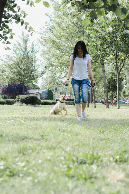 女孩在公园里训练狗预览效果