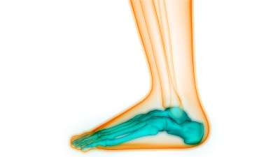 人体骨骼系统足骨关节解剖学